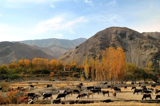 “E-yaylov” электрон платформаси ишга туширилади