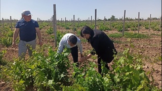 Элликқалъада минг гектар майдонда янги узум плантациялари барпо этилмоқда
