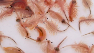 State Unitary Enterprise “Orol Artemia Sanoat” was established