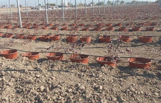 Андижонда араб тажрибаси асосида боғ яратилади