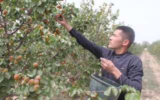 Сурхондарёда ўрик экспорти бошланди