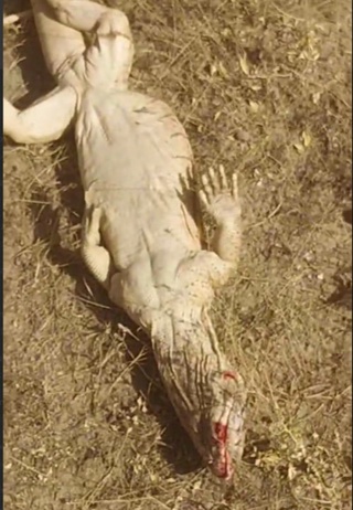 Эчкемарни ўлдирган болалар табиатга 34 млн сўм зарар келтирди