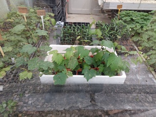 Узумчилик соҳасини ривожлантиришда Европа Иттифоқи давлатлари тажрибаси оммалаштирилади