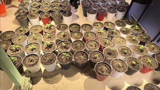 Марихуана етиштириш учун мўлжалланган нарколаборатория фош этилди