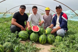 В Кашкадарье поспели первые арбузы