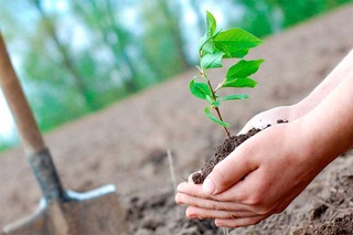 More than 130 million saplings of trees and shrubs were planted in Uzbekistan this spring