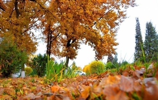 In Uzbekistan, it will get colder at night to +10 degrees this week