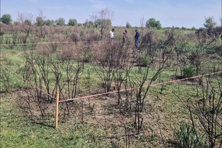 Samarqand viloyatidagi oʻrmon xoʻjaligida yongʻin kelib chiqdi