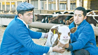 Какова значимость эпизоотической устойчивости