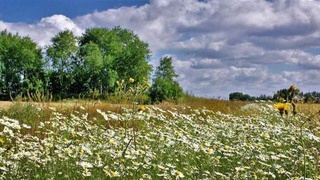 Weather forecast for August 8