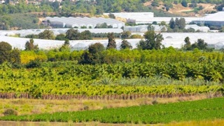 В Сурхандарьинской области создается свободная экономическая зона «Сурхон-Агро»