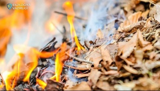 Сжигание листвы и растительных остатков в Узбекистане грозит штрафом свыше 6 млн сумов