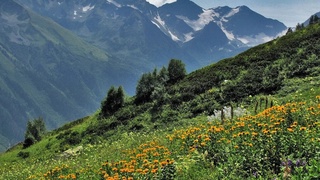 Ўзбекистон “Қизил китоби”га қанча турлар кирган?