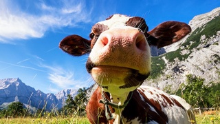 Не снимать! Коровы нервничают!