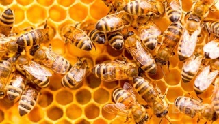 Асалари заҳаридан олинган аралашма саратон хўжайралари тарқалишга кучли зарба беради