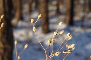 Кундузи ҳаво ҳарорати баъзи жойларда 15 даражагача илиқ бўлади