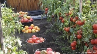 Tomorqachilikni rivojlantirish milliy markazi tashkil etildi