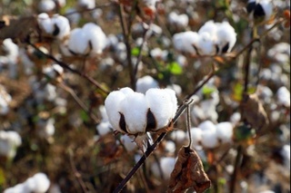 Xorazmlik paxtakorlar paxta rejasini bajardi