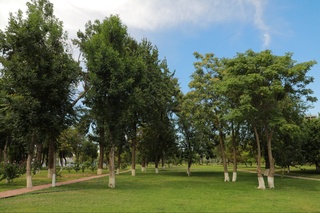 Daraxtlarni kesish natijasida yetkazilgan zarar miqdori qanday aniqlanadi?