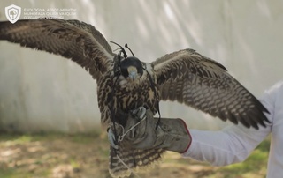 Қизил китобга киритилган қушни ноқонуний савдосига чек қўйилди