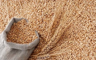 Будет запущена информационная система d-xarid.uz по приемке и выдаче зерна со складов