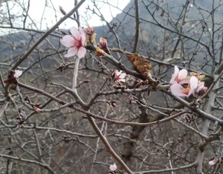 Сурхондарёда бодом гуллади