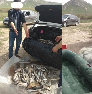 Aydar-Arnasoy koʻllar tizimida hayvonot dunyosiga zarar yetkazish holati aniqlandi