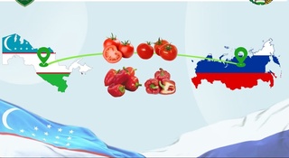 “Ўздавкарантин” инспекцияси: Россельхознадзор Ўзбекистон помидори ва қалампирини олиб кириш учун кўйилган вақтинчалик таъқиқни қисман бекор қилмоқда