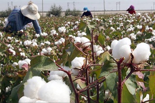 В Узбекистане при сборе хлопка выявлены случаи принудительного труда