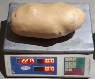 Самарқантта салмағы 2,2 келі болатын картоп өсірілді