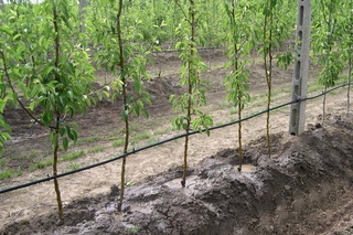 Sarf-xarajat teng yarmigacha tejalib, hosildorlik ikki barobar oshadi