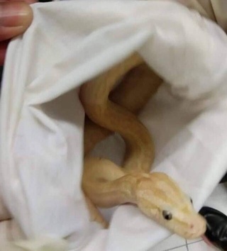 Тайланд аэропортида йўловчи юклари орасидан тирик ҳайвонлар чиқди