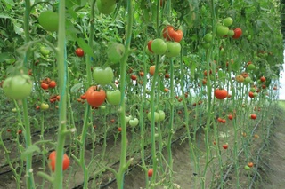 Қоракўл туманидаги 1 минг 172 нафар хотин-қизга имтиёзли кредит ажратилди