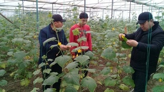 Что размножают в самаркандских биолаборториях?