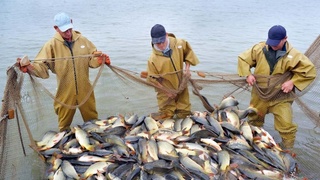 Рыбная отрасль: льготы и возможности