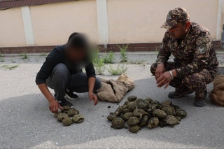 В Навоийской области задержан нарушитель за отлов среднеазиатских пустынных черепах