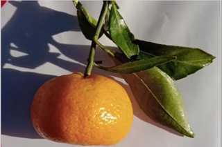 “Mediana” mandarin navi davlat reyestriga kiritildi