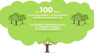 Зеленые насаждения - единственное средство естественной очистки воздуха