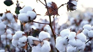 Пахта терими қачондан бошланади?