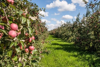 Узбекистанские специалисты помогут заложить 100 га фруктовых садов в Афганистане