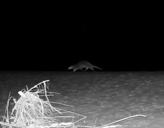 Ўрта Осиё қундузи фотоқопқонга тушиб қолди