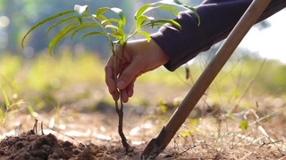 Расширяются масштабы общенационального проекта «Яшил макон»