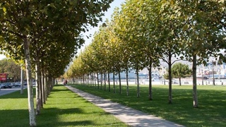 Озеленение городов и охрана природы жизненно важны для Узбекистана