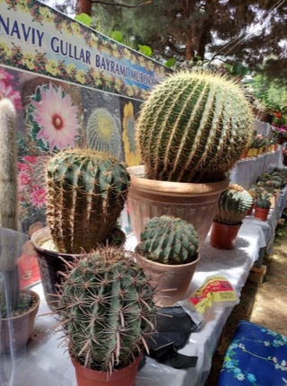 Xalqaro gullar festivali 2021: “100 millionga ham sotilmaydigan kaktuslarim bor”