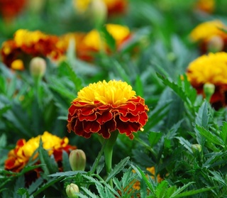 Dam olish kunlari havo harorati pasayadi