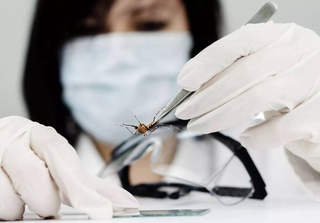 A dangerous virus is spreading in Europe: scientists blame aggressive mosquitoes