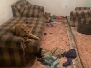 Олмаоталик фуқаро иккита беш ойлик шер боласини уйида сақлаган