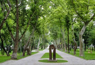 Деревья, растущие без присмотра, будут взяты на учет