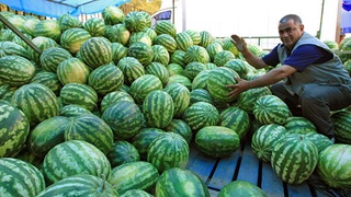 Сколько арбузов экспортировал Узбекистан