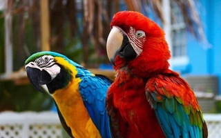 В Узбекистан импортировано 765 попугаев